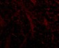 TOM70 Antibody